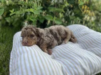 Alexander, a male Miniature Goldendoodle for sale in West Haven, CT – 6 of 10