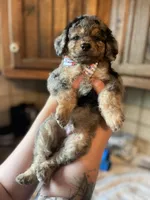 Brawly, a male Miniature Goldendoodle for sale in West Haven, CT – 10 of 10
