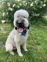 Loki - Neutered, a male Goldendoodle for sale in West Haven, CT – 6 of 10