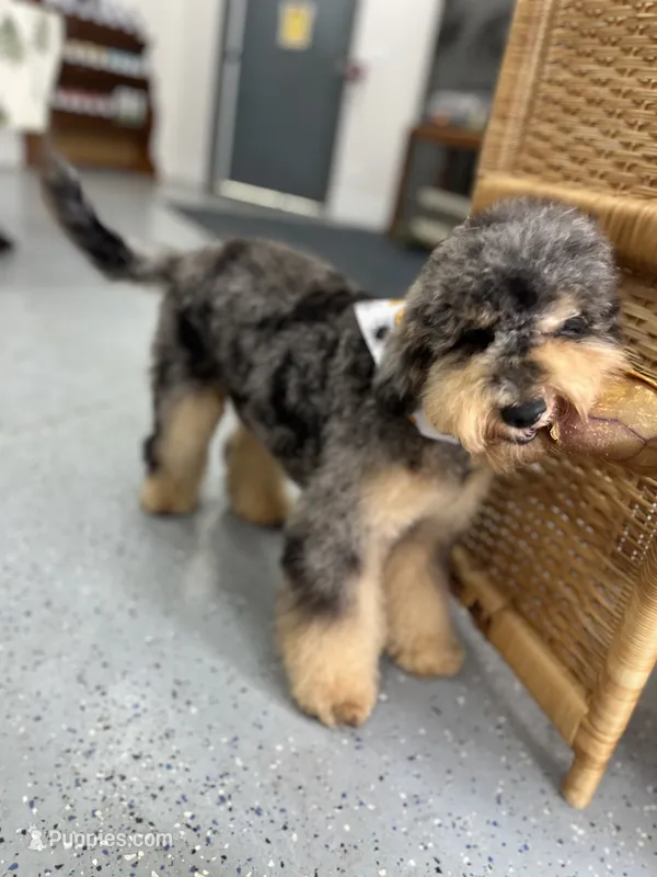 Falkner LOVES kids – Miniature Goldendoodle puppy for sale in West Haven, CT