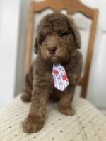 John - large mini, a male Miniature Goldendoodle for sale in West Haven, CT – 9 of 10