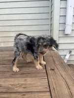 Brawly, a male Miniature Goldendoodle for sale in West Haven, CT – 9 of 10