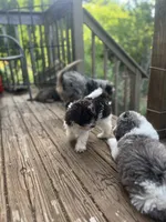 Bear, a male Miniature Goldendoodle for sale in West Haven, CT – 6 of 10
