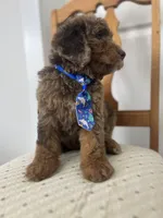 Thomas - large mini, a male Miniature Goldendoodle for sale in West Haven, CT – 10 of 10