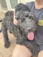 Valentino, a male Goldendoodle for sale in West Haven, CT – 1 of 10