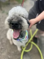 Loki - Neutered, a male Goldendoodle for sale in West Haven, CT – 2 of 10