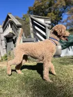 Waffles, a female Goldendoodle for sale in West Haven, CT – Photo 5 of 10