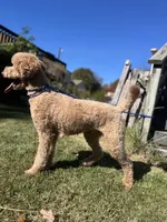 Waffles, a female Goldendoodle for sale in West Haven, CT – Photo 9 of 10