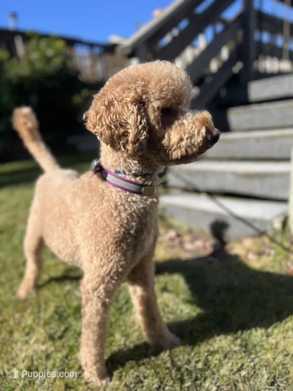 Waffles – Goldendoodle puppy for sale in West Haven, CT