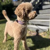 Waffles, a female Goldendoodle for sale in West Haven, CT – Photo 2 of 10