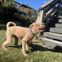 Waffles, a female Goldendoodle for sale in West Haven, CT – Photo 6 of 10