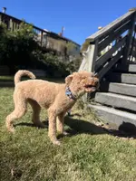 Waffles, a female Goldendoodle for sale in West Haven, CT – Photo 6 of 10