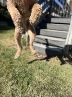 Waffles, a female Goldendoodle for sale in West Haven, CT – Photo 2 of 10