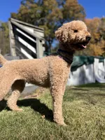 Waffles, a female Goldendoodle for sale in West Haven, CT – Photo 7 of 10