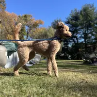 Waffles, a female Goldendoodle for sale in West Haven, CT – Photo 3 of 10