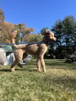 Waffles, a female Goldendoodle for sale in West Haven, CT – Photo 3 of 10