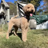 Waffles, a female Goldendoodle for sale in West Haven, CT – Photo 1 of 10