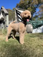 Waffles, a female Goldendoodle for sale in West Haven, CT – Photo 1 of 10