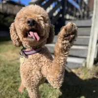 Waffles, a female Goldendoodle for sale in West Haven, CT – Photo 5 of 10