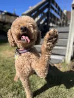 Waffles, a female Goldendoodle for sale in West Haven, CT – Photo 5 of 10