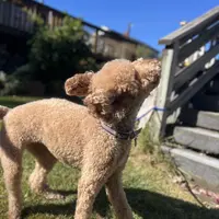 Waffles, a female Goldendoodle for sale in West Haven, CT – Photo 4 of 10