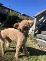 Waffles, a female Goldendoodle for sale in West Haven, CT – Photo 4 of 10