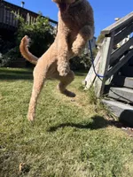 Waffles, a female Goldendoodle for sale in West Haven, CT – Photo 6 of 10