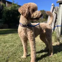 Waffles, a female Goldendoodle for sale in West Haven, CT – Photo 10 of 10