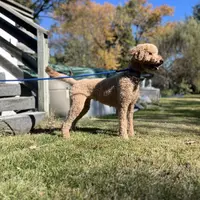 Waffles, a female Goldendoodle for sale in West Haven, CT – Photo 7 of 10