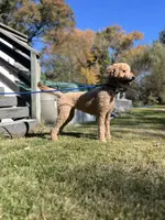 Waffles, a female Goldendoodle for sale in West Haven, CT – Photo 7 of 10