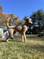 Waffles, a female Goldendoodle for sale in West Haven, CT – Photo 3 of 10