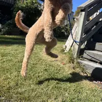Waffles, a female Goldendoodle for sale in West Haven, CT – Photo 8 of 10
