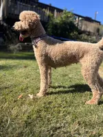 Waffles, a female Goldendoodle for sale in West Haven, CT – Photo 10 of 10