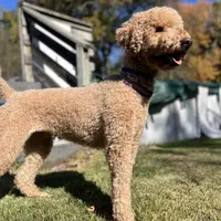 Waffles, a female Goldendoodle for sale in West Haven, CT – Photo 9 of 10