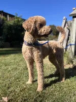 Waffles, a female Goldendoodle for sale in West Haven, CT – Photo 4 of 10
