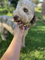 Lorikeet, a female Goldendoodle for sale in West Haven, CT – 5 of 10