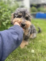 Falkner LOVES kids, a male Miniature Goldendoodle for sale in West Haven, CT – 10 of 10