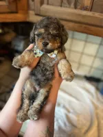 Falkner, a male Miniature Goldendoodle for sale in West Haven, CT – 7 of 10