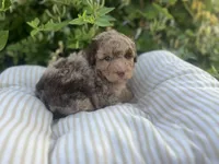 Red, a male Miniature Goldendoodle for sale in West Haven, CT – 4 of 10