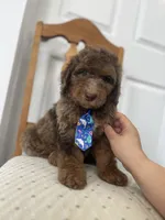 Thomas - large mini, a male Miniature Goldendoodle for sale in West Haven, CT – 6 of 10