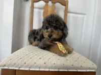 Falkner, a male Miniature Goldendoodle for sale in West Haven, CT – 5 of 10