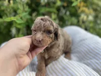 Alexander, a male Miniature Goldendoodle for sale in West Haven, CT – 8 of 10