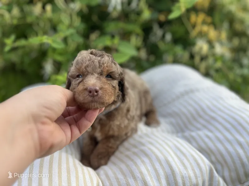 Alexander – Miniature Goldendoodle puppy for sale in West Haven, CT