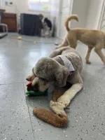 Nancy, a female Poodle - Standard  for sale in West Haven, CT – Photo 6 of 10