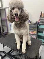 Nancy, a female Poodle - Standard  for sale in West Haven, CT – Photo 1 of 10