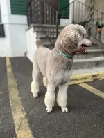 Nancy, a female Poodle - Standard  for sale in West Haven, CT – Photo 9 of 10
