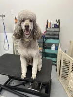 Nancy, a female Poodle - Standard  for sale in West Haven, CT – Photo 10 of 10