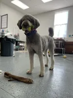 Nancy, a female Poodle - Standard  for sale in West Haven, CT – Photo 3 of 10