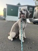 Nancy, a female Poodle - Standard  for sale in West Haven, CT – Photo 2 of 10