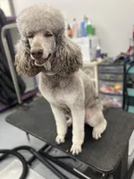 Nancy, a female Poodle - Standard  for sale in West Haven, CT – Photo 4 of 10